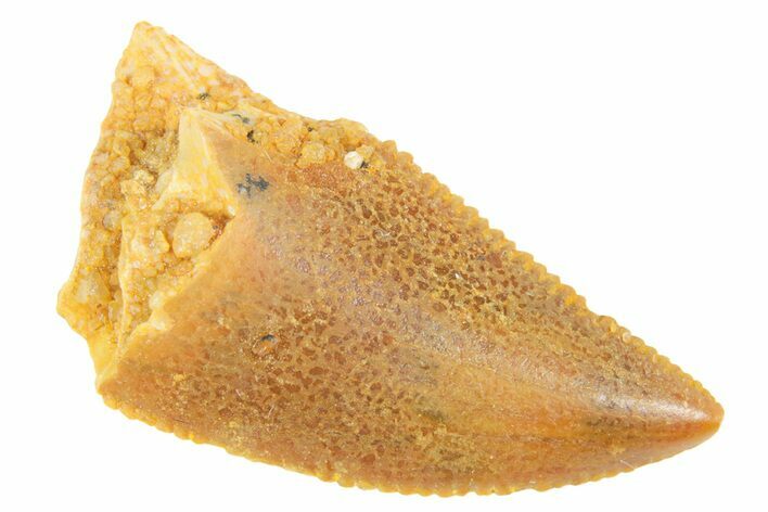 Serrated Raptor Tooth - Real Dinosaur Tooth #364706